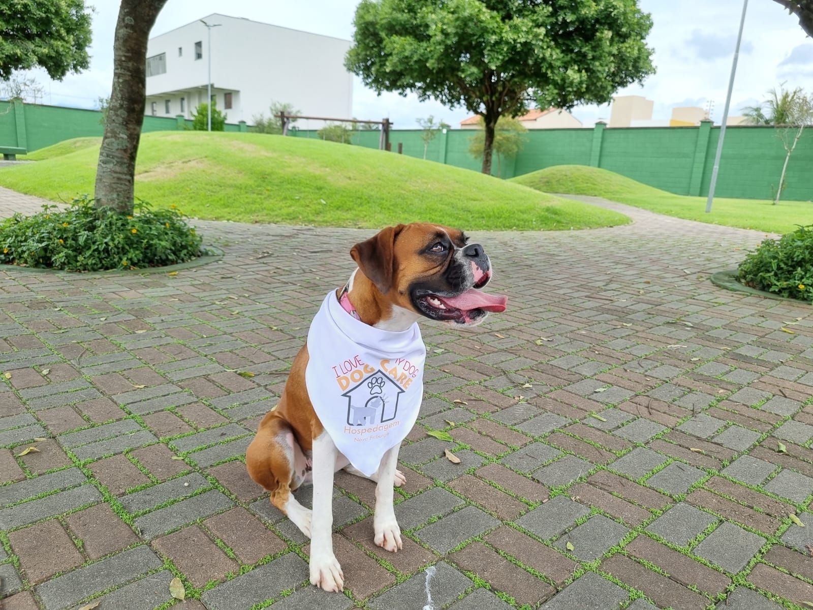 Estrutura da Dog Care — hospedagem e creche canina em Nova Friburgo 2