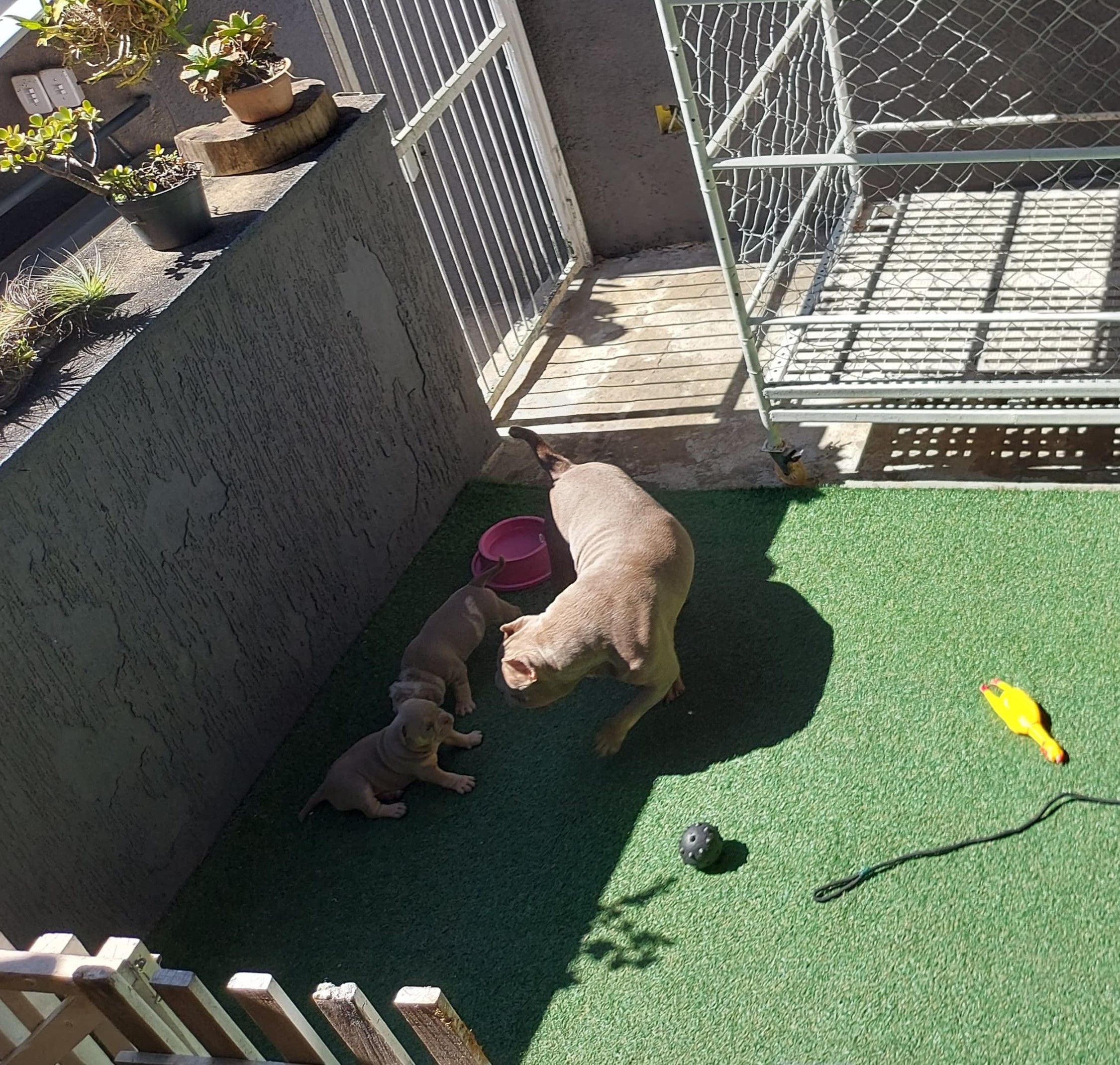 Creche (Filhotes) na Dog Care, em Nova Friburgo