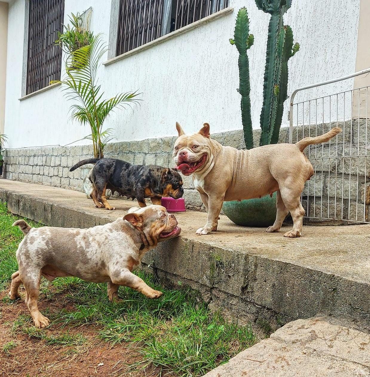 Creche (Cães Adultos) na Dog Care, em Nova Friburgo