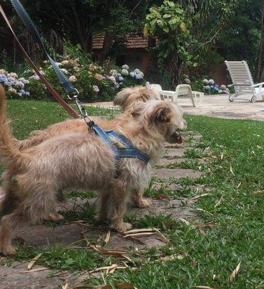 Dog Walker na Dog Care, em Nova Friburgo