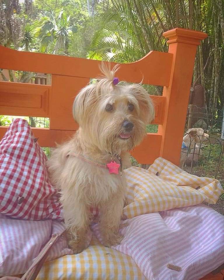 Hotelzinho Pet (Cães Adultos) na Dog Care, em Nova Friburgo