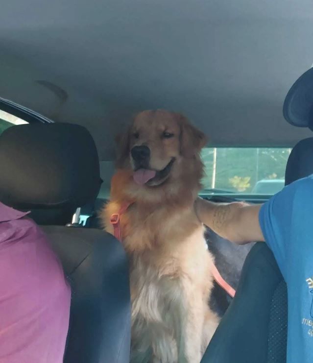 Táxi-Dog na Dog Care, em Nova Friburgo