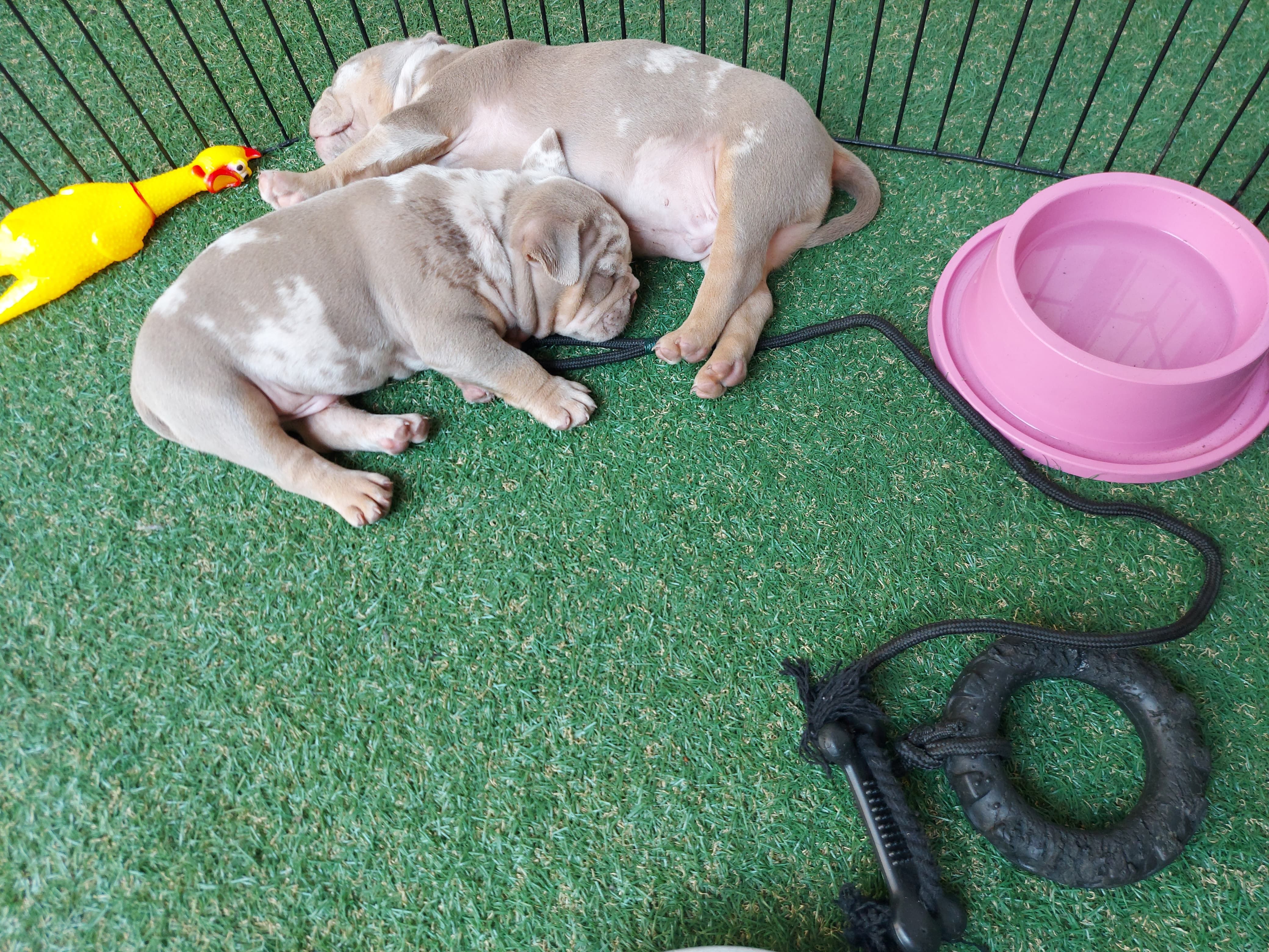 Estrutura e hóspedes da Dog Care em Nova Friburgo
