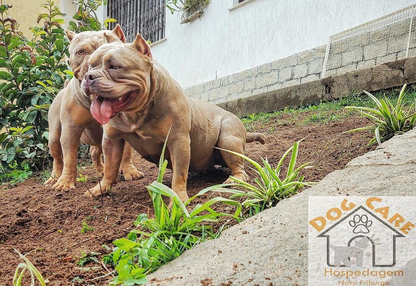 Estrutura e hóspedes da Dog Care em Nova Friburgo