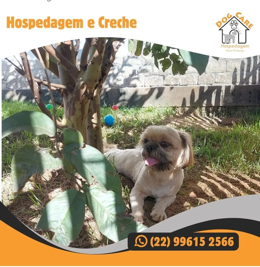 Post da Dog Care no Instagram 2
