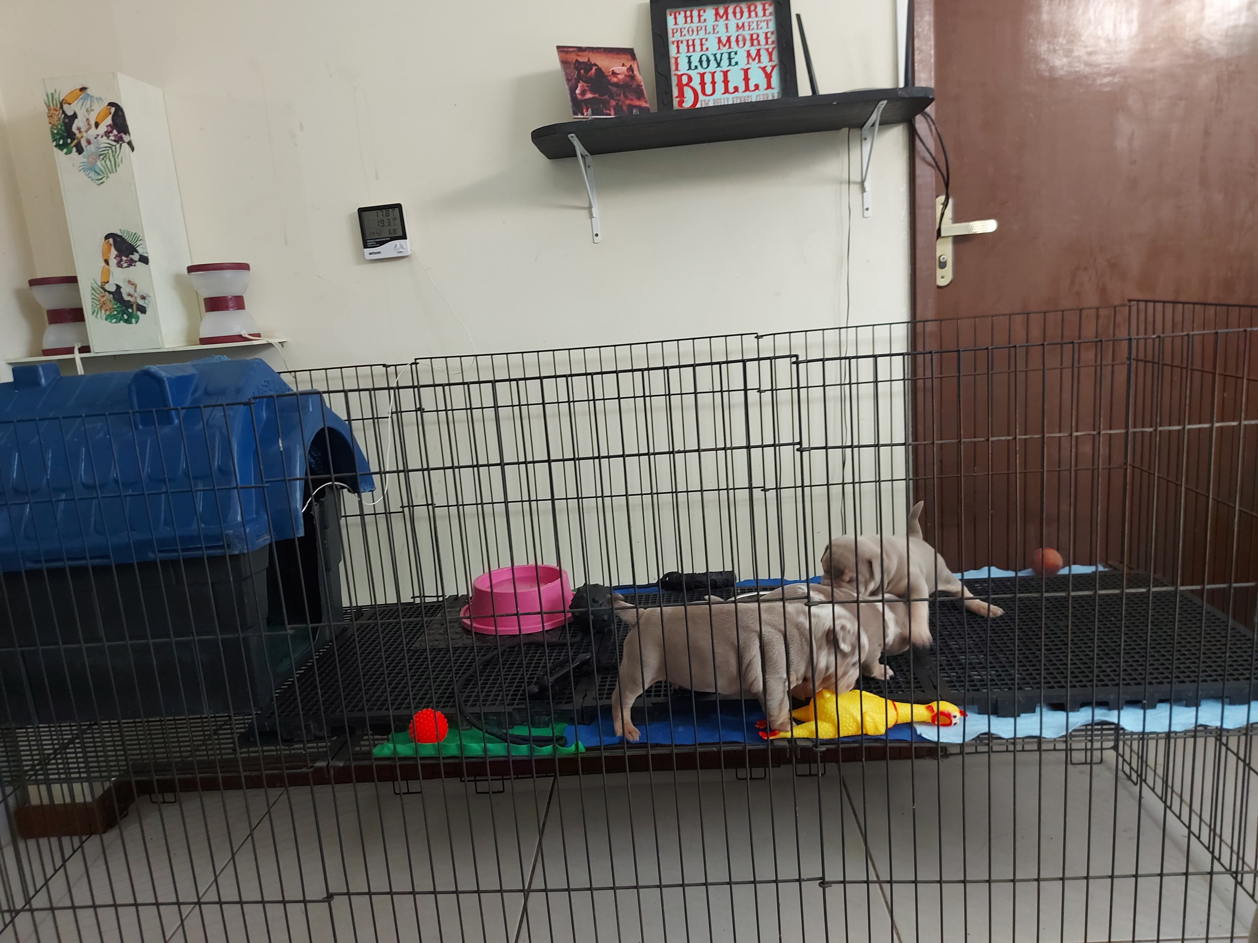 Estrutura e hóspedes da Dog Care em Nova Friburgo