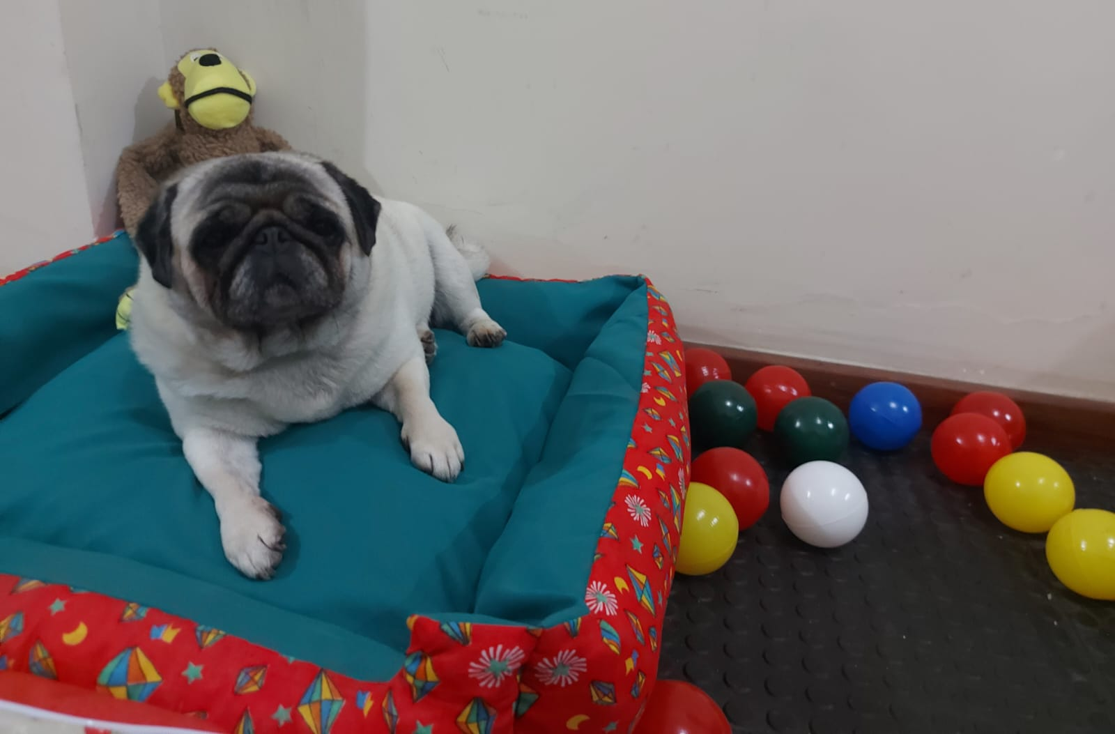 Estrutura e hóspedes da Dog Care em Nova Friburgo