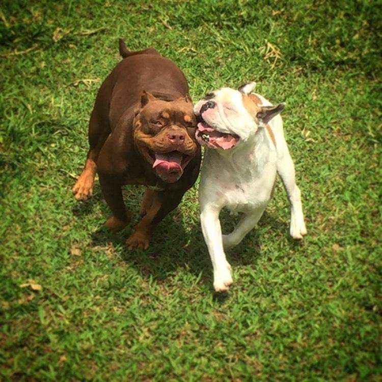 Estrutura da Dog Care — hospedagem e creche canina em Nova Friburgo 3