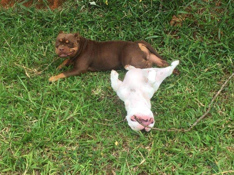 Estrutura e hóspedes da Dog Care em Nova Friburgo