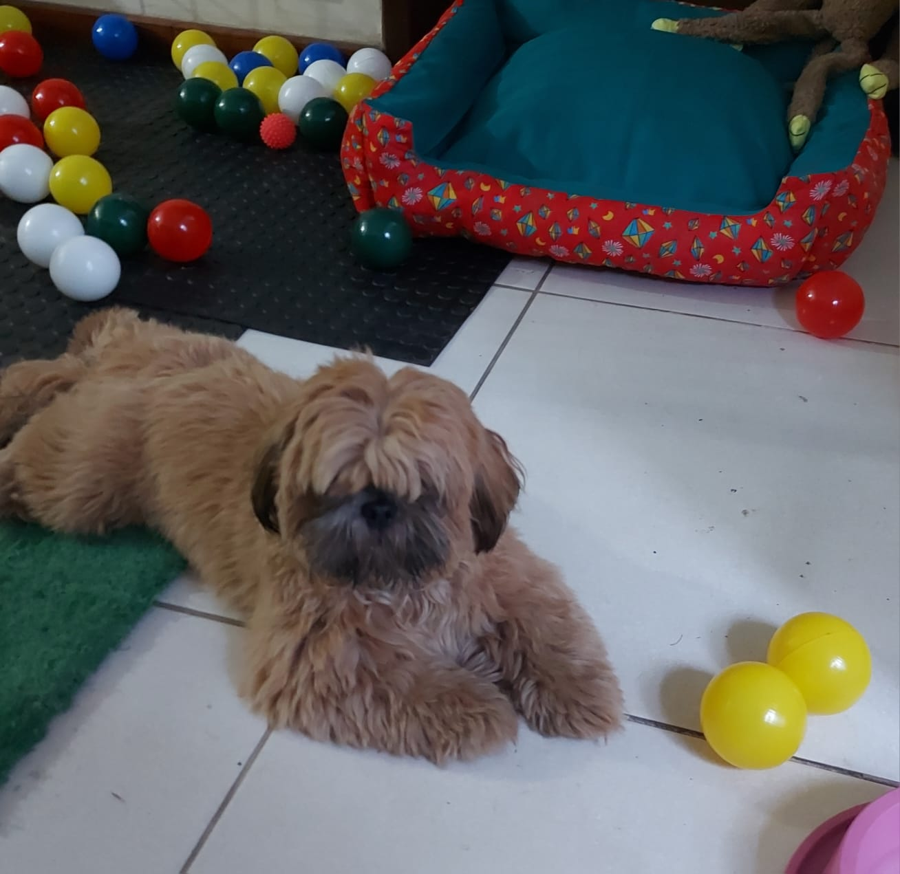 Estrutura e hóspedes da Dog Care em Nova Friburgo