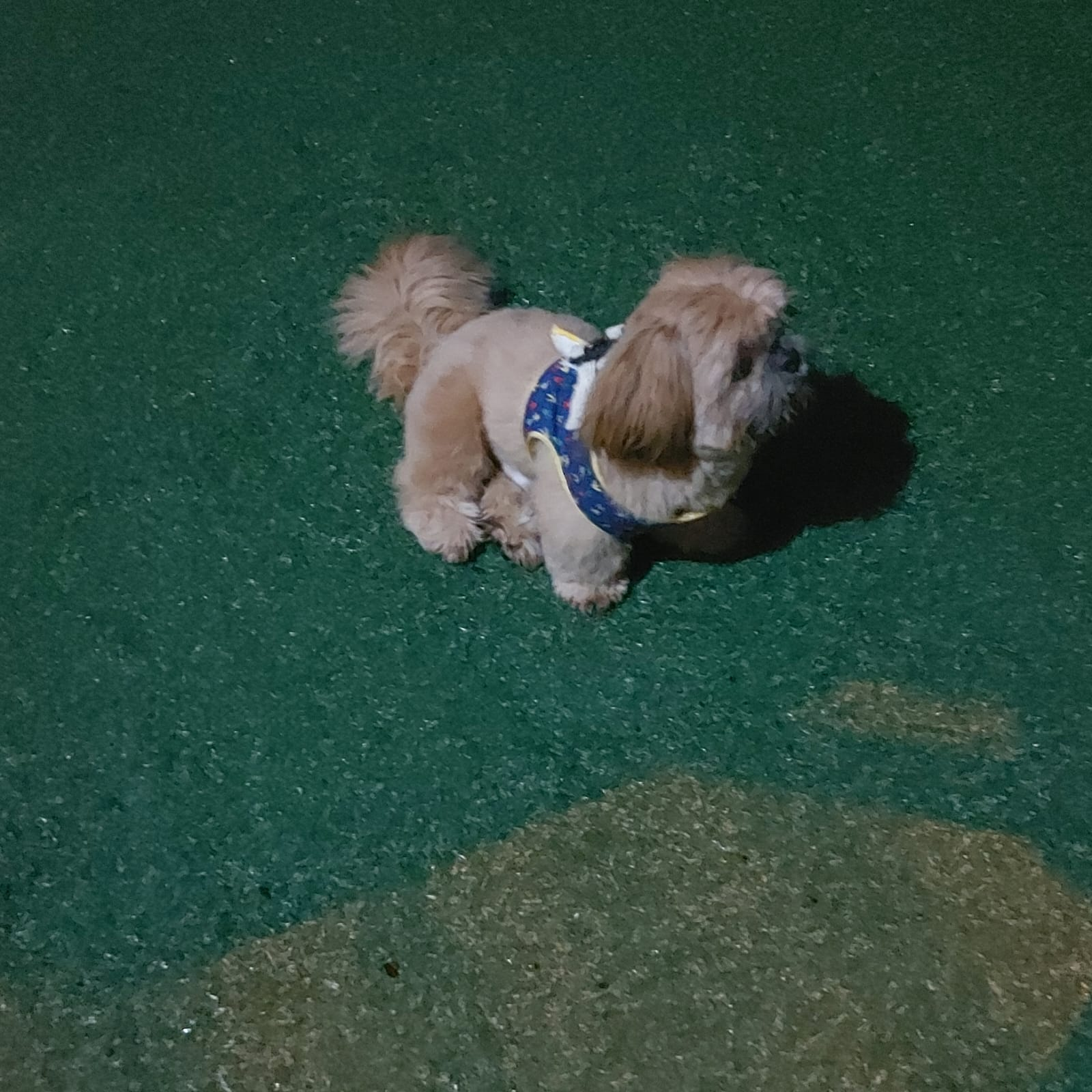 Estrutura e hóspedes da Dog Care em Nova Friburgo