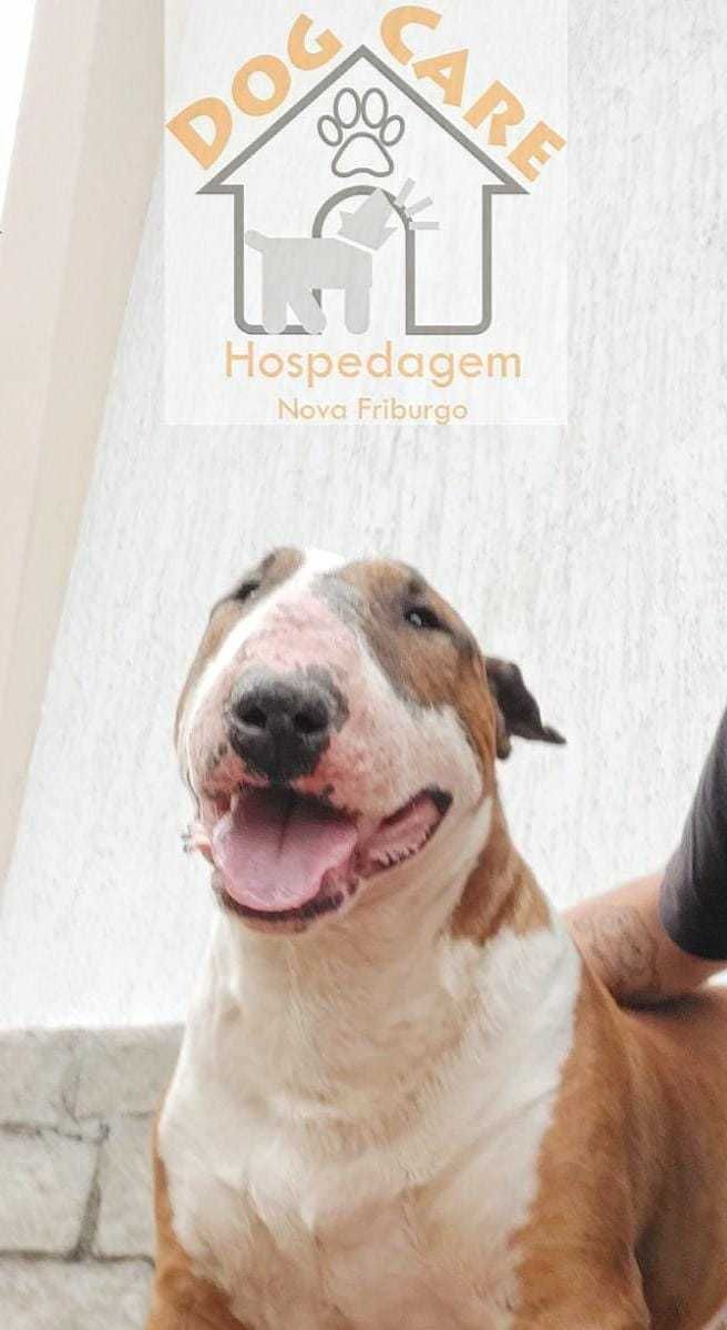 Estrutura e hóspedes da Dog Care em Nova Friburgo