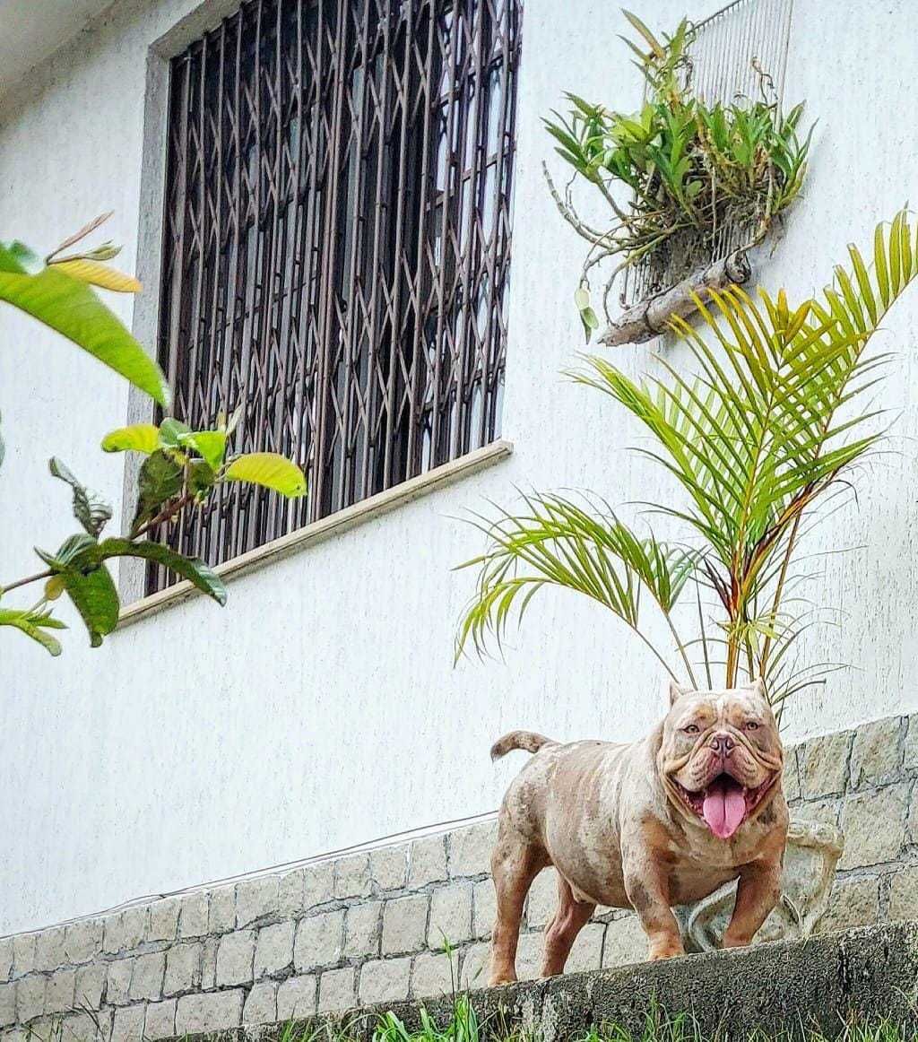 Estrutura e hóspedes da Dog Care em Nova Friburgo