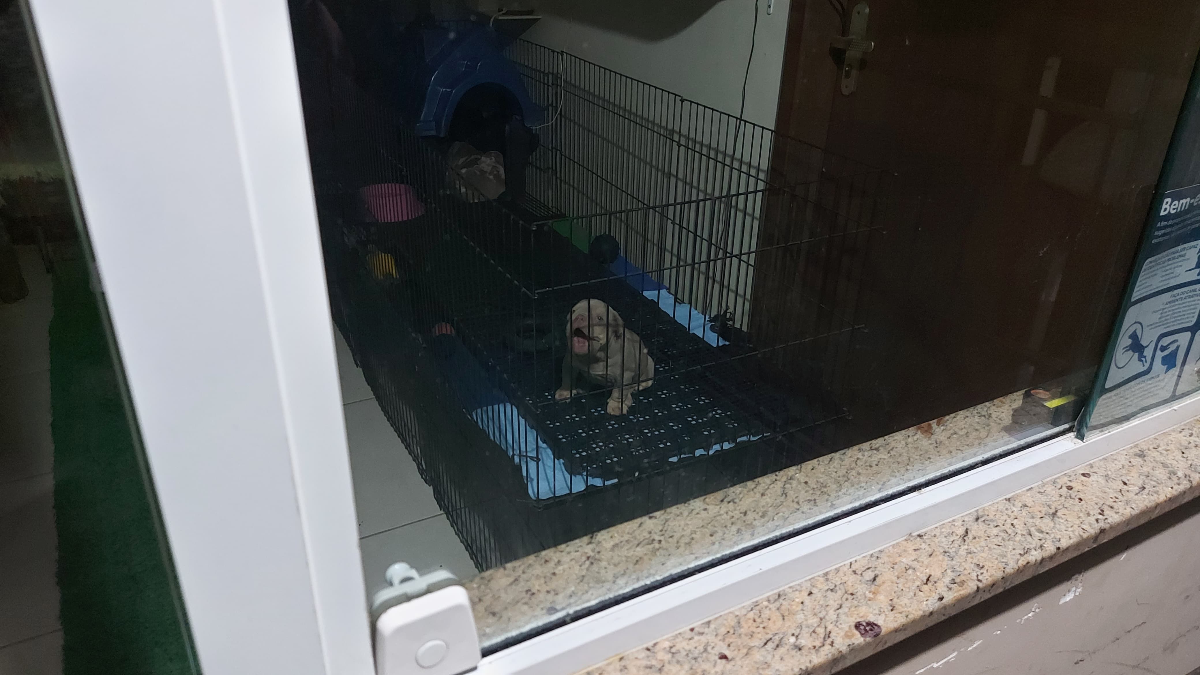 Estrutura e hóspedes da Dog Care em Nova Friburgo