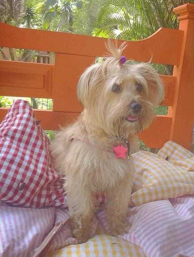 Estrutura e hóspedes da Dog Care em Nova Friburgo
