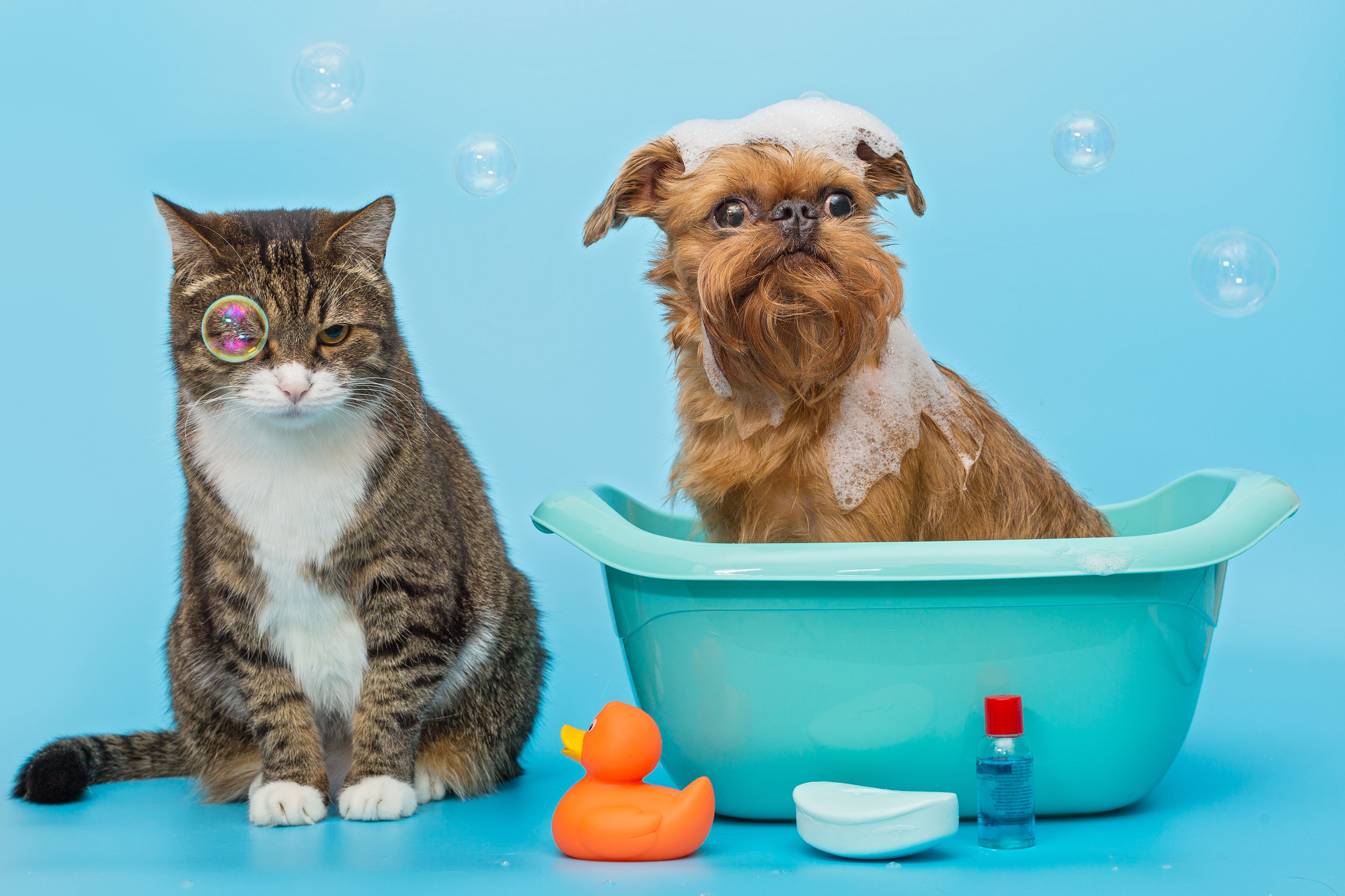 Dog Care - Nova Friburgo