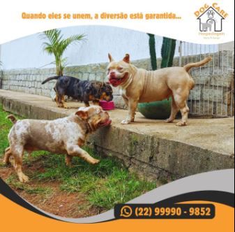 Post da Dog Care no Instagram 1