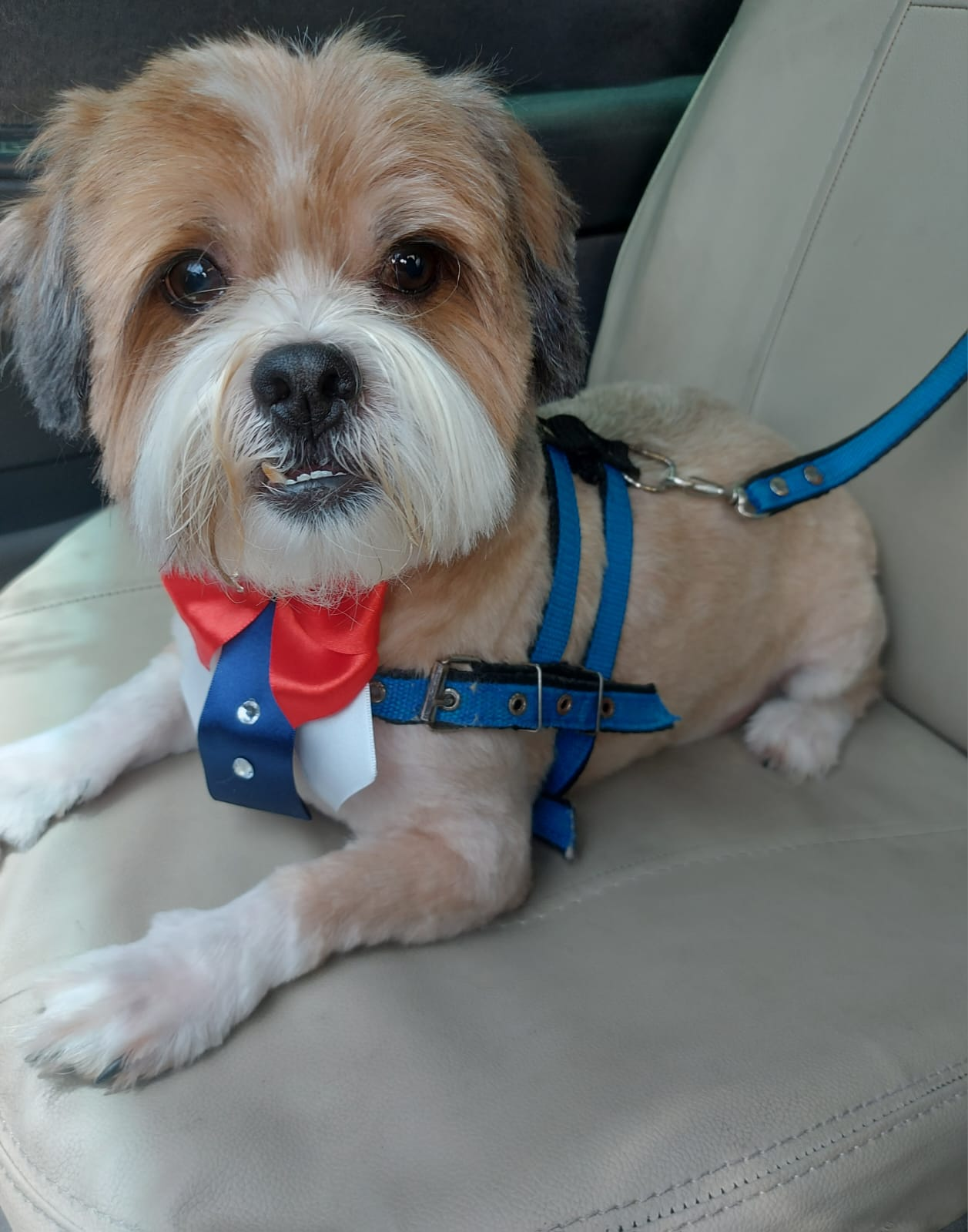 Cão transportado com segurança no Táxi Dog da Dog Care